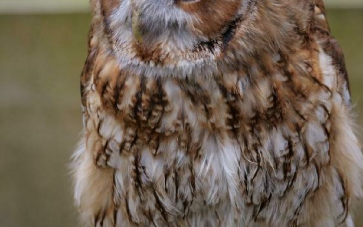1611072910tawny owl 3321819 1920 1611072910tawny owl 3321819 1920